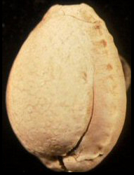 Dorsal side of cowrie shell.